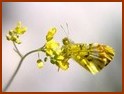 L'Aurore de Provence